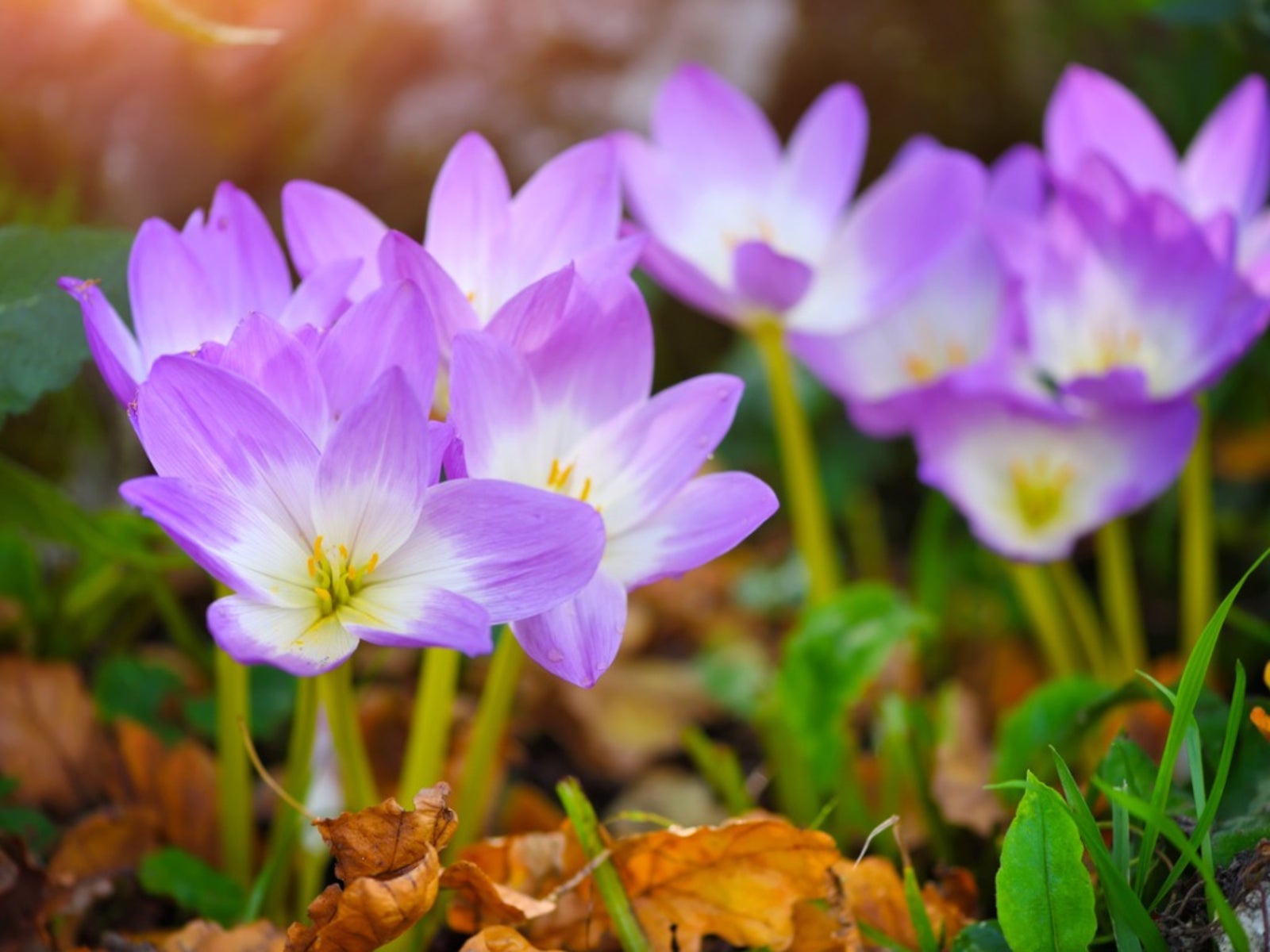 Autumn crocus